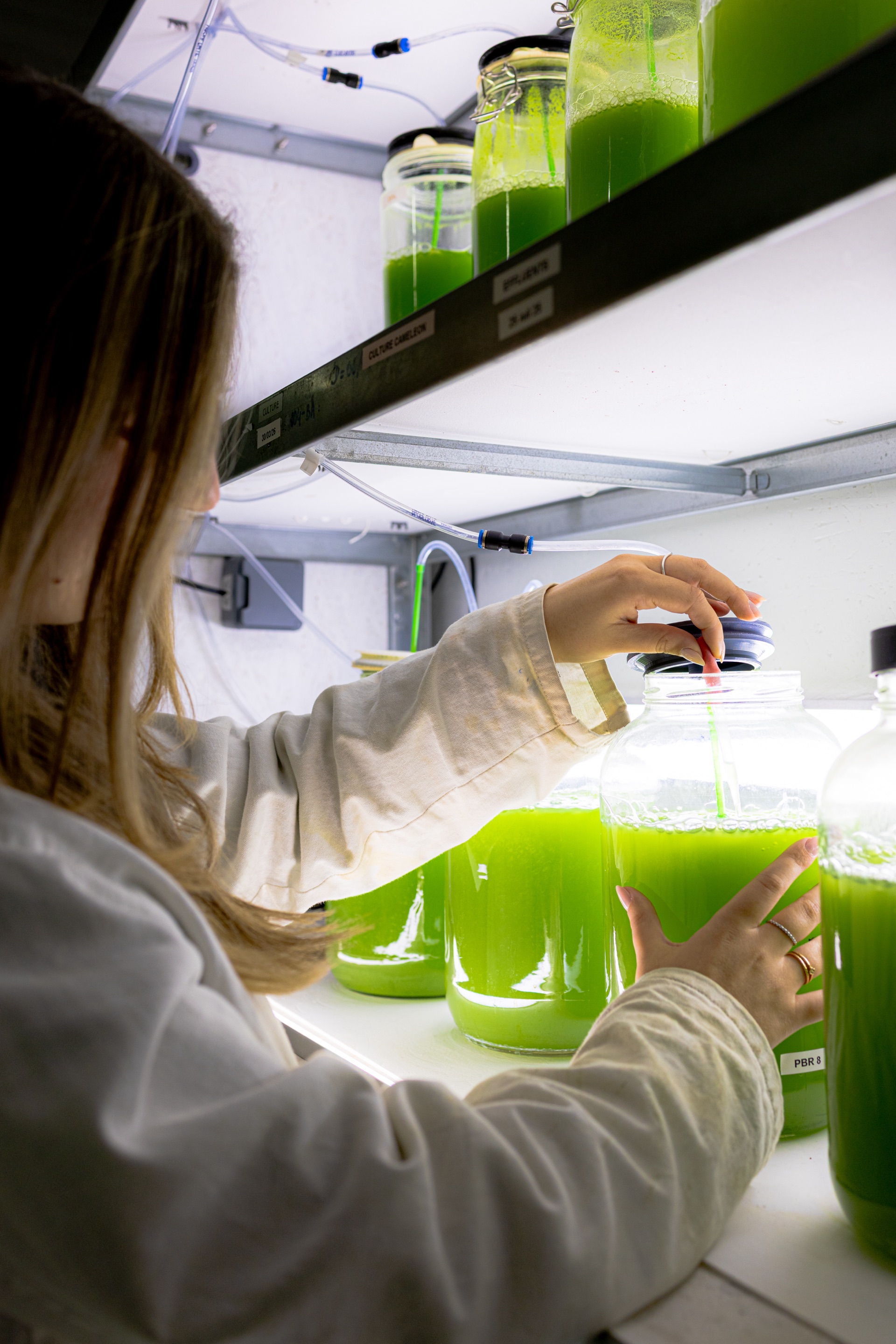 Culture de Chlorella vulgaris Bioteos